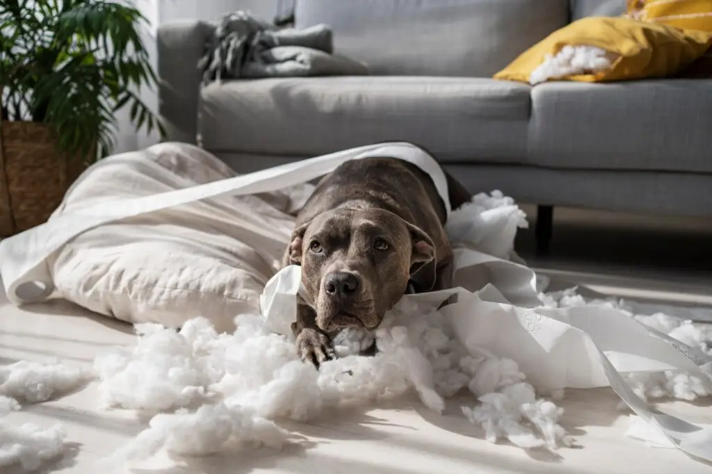 Pet-friendly house cleaning